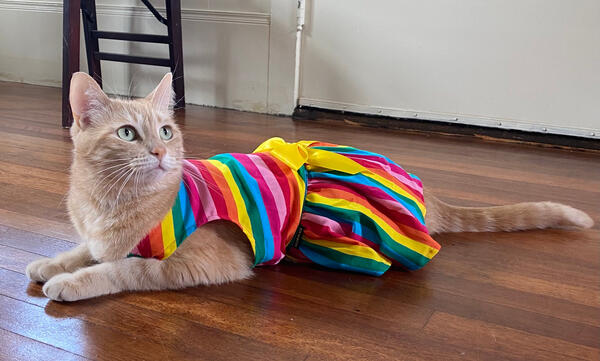 Orange tabby cat wearing a rainbow dress