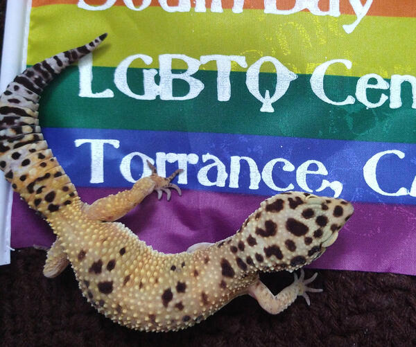 A yellow lizard with brown spots standing on a gay pride flag
