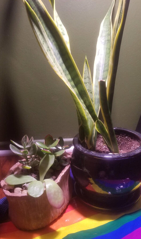 Two indoor plants on top of a rainbow flag