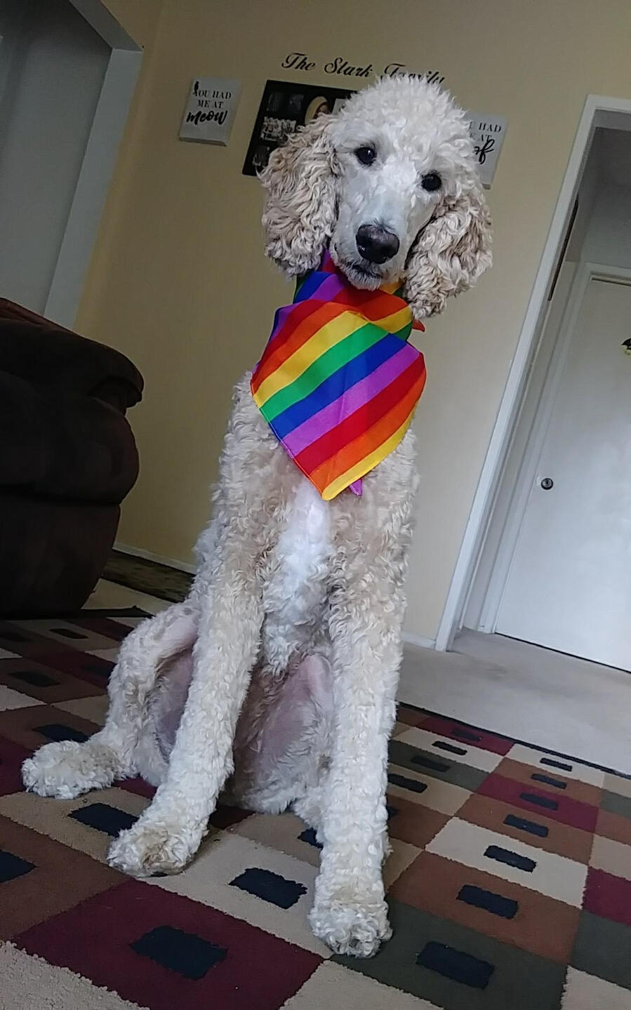 large white poodle with a rainbow bandana on the neck