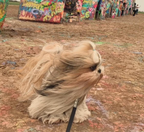 Small longhaired dog being blown by wind standing on a patch of dirt