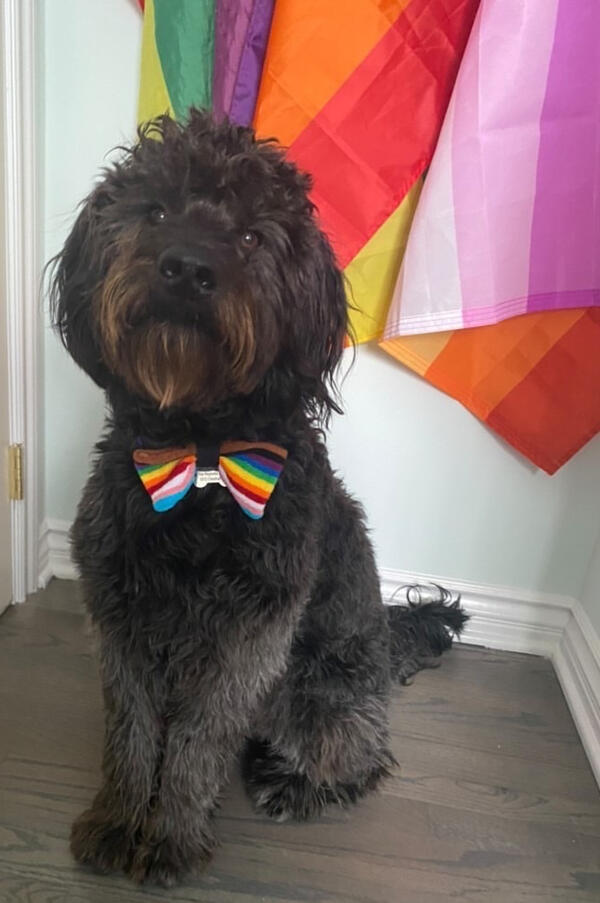 Dark brown poodle wearing a rainbow bowtie in front of gay and lesbian pride flags